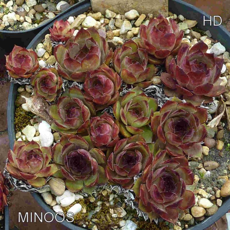 Minoos