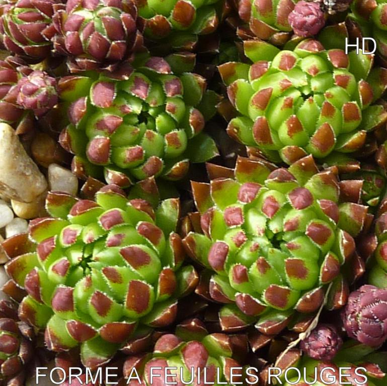 Forme a Feuilles Rouges / Jovi