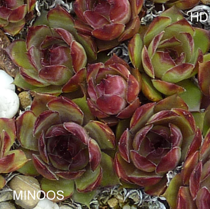 Minoos