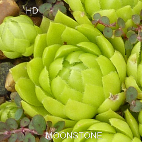 Moonstone / Jovi