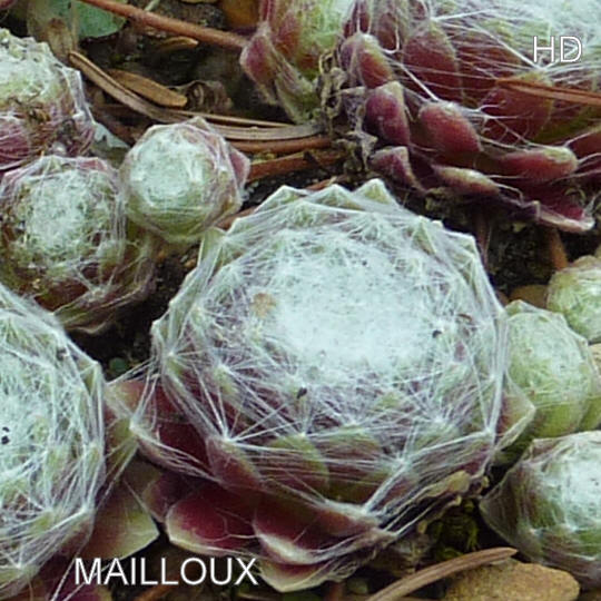 Mailloux