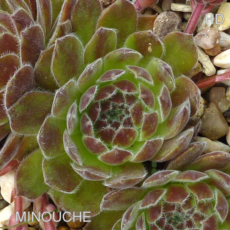 Minouche