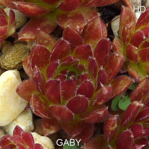 Gaby