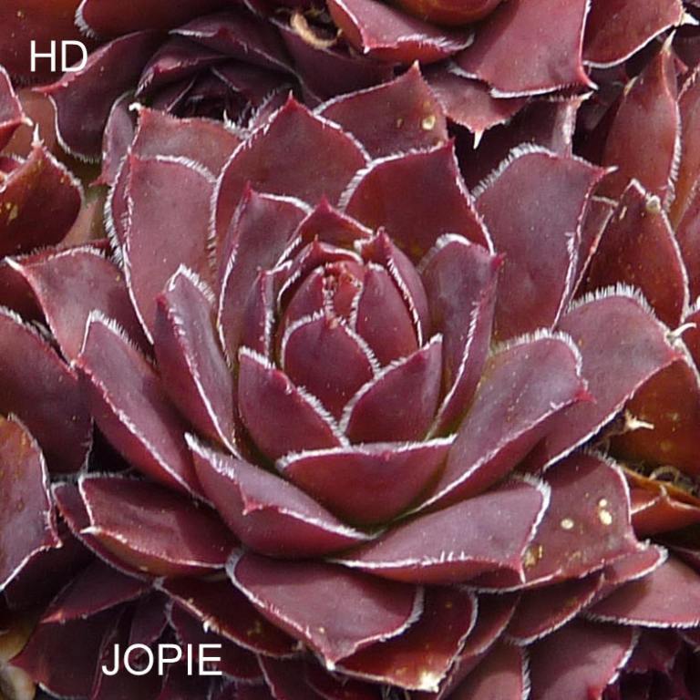 Jopie / Jovi