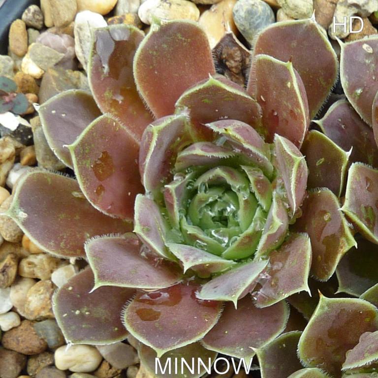 Minnow / Jovi