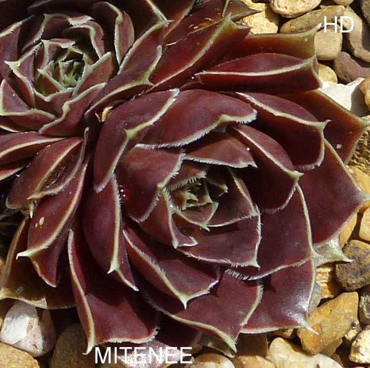 Mitenee / Jovi