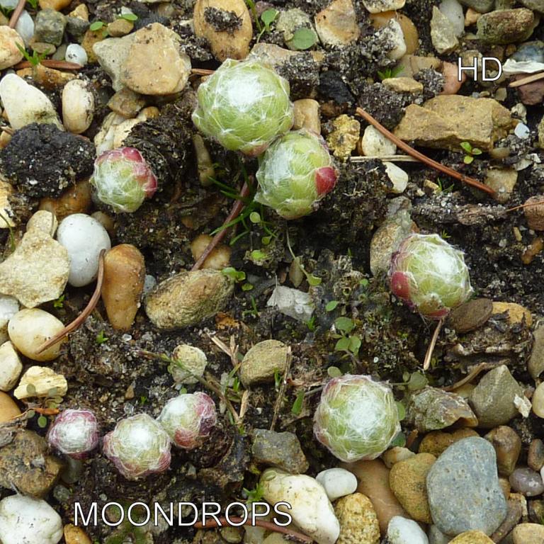 Moondrops