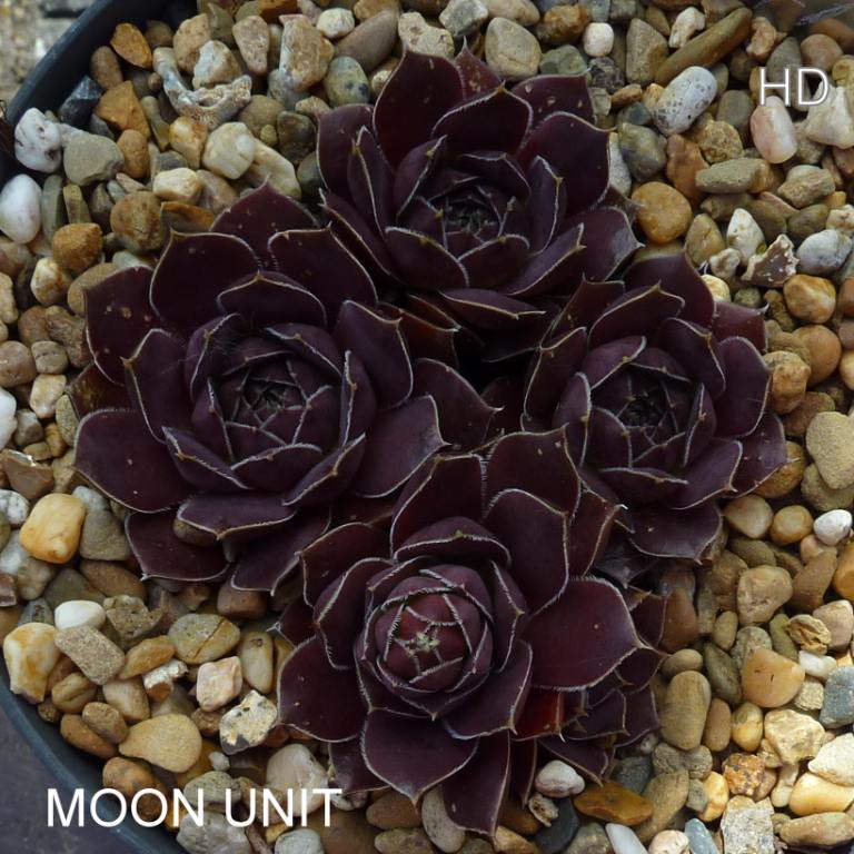 Moon Unit / Jovi