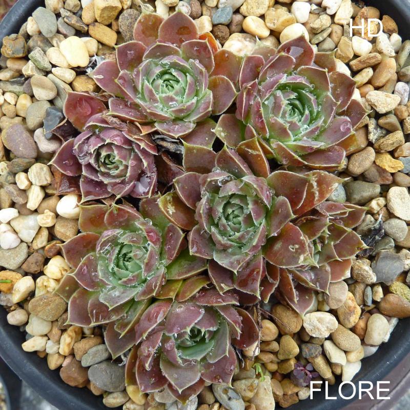Flore / Jovi