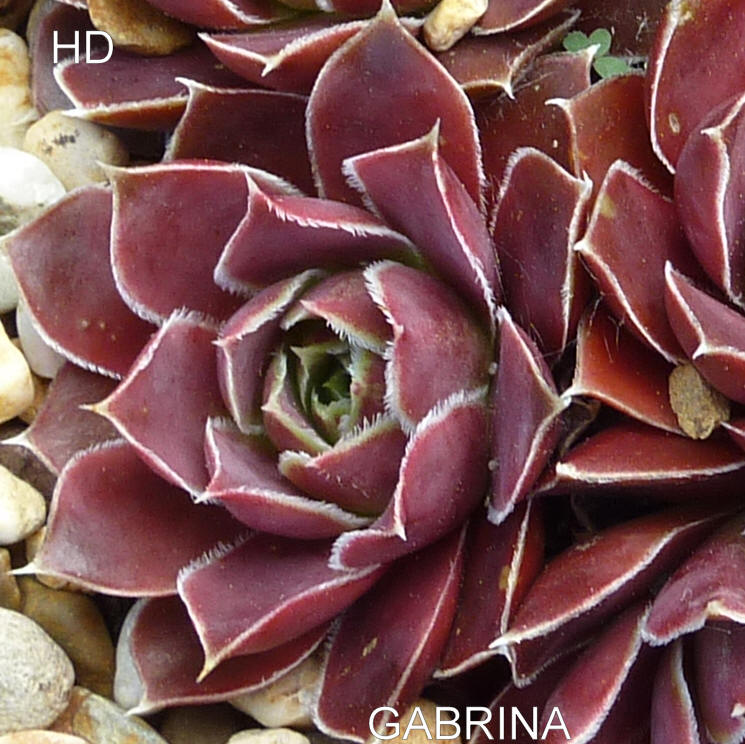Gabrina / Jovi