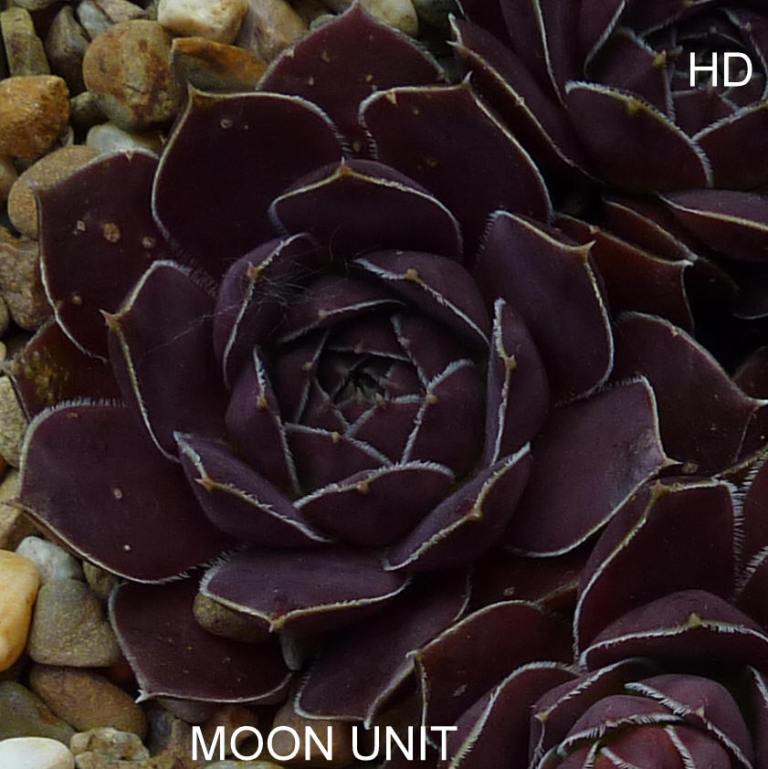 Moon Unit / Jovi