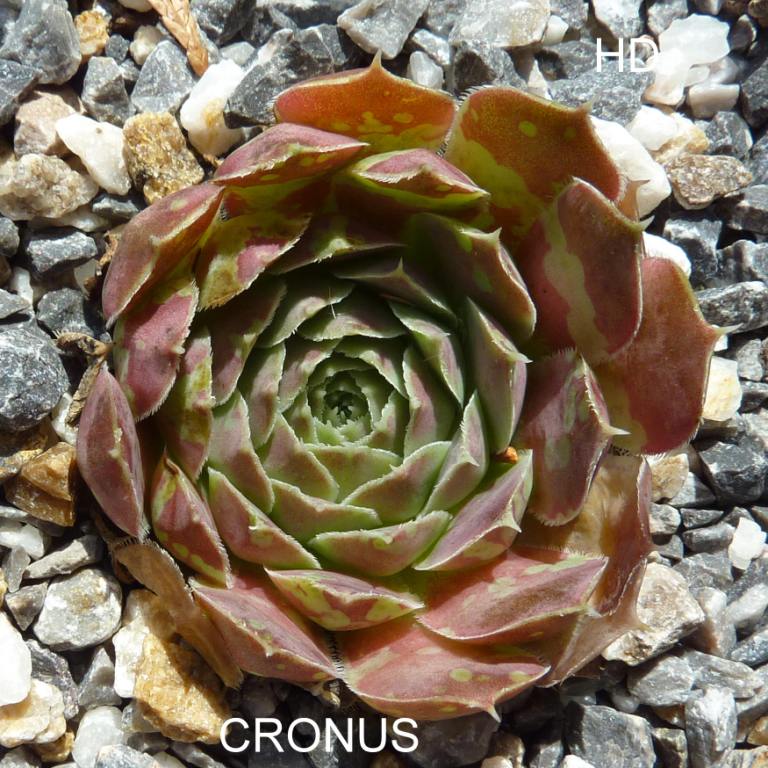 Cronus / Jovi