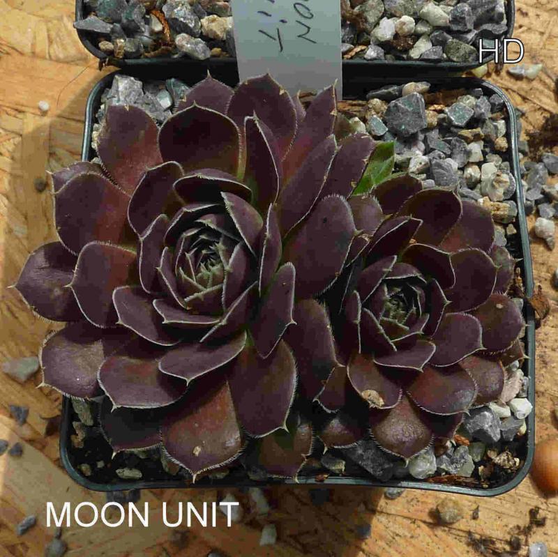 Moon Unit / Jovi