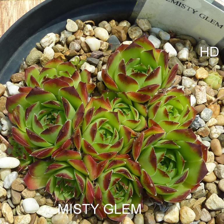 Misty Glem / Jovi