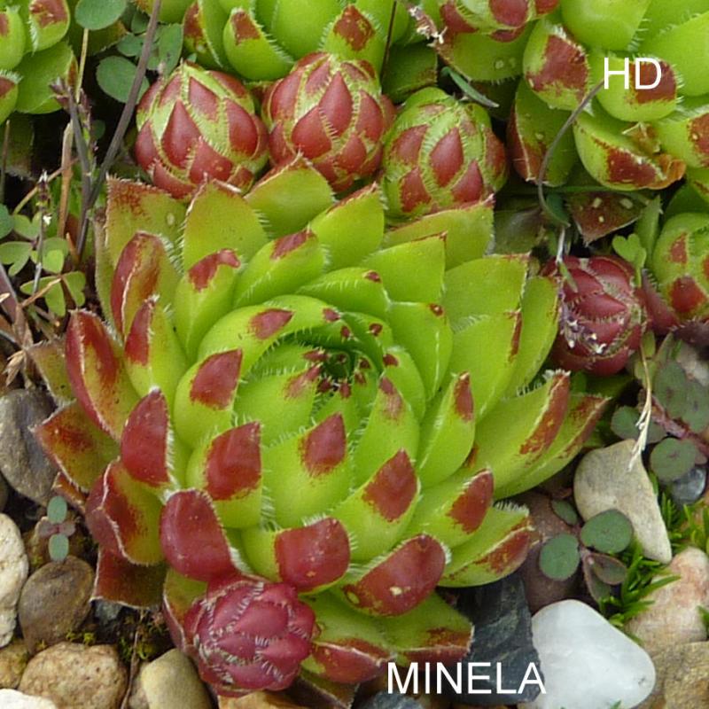 Minela / Jovi
