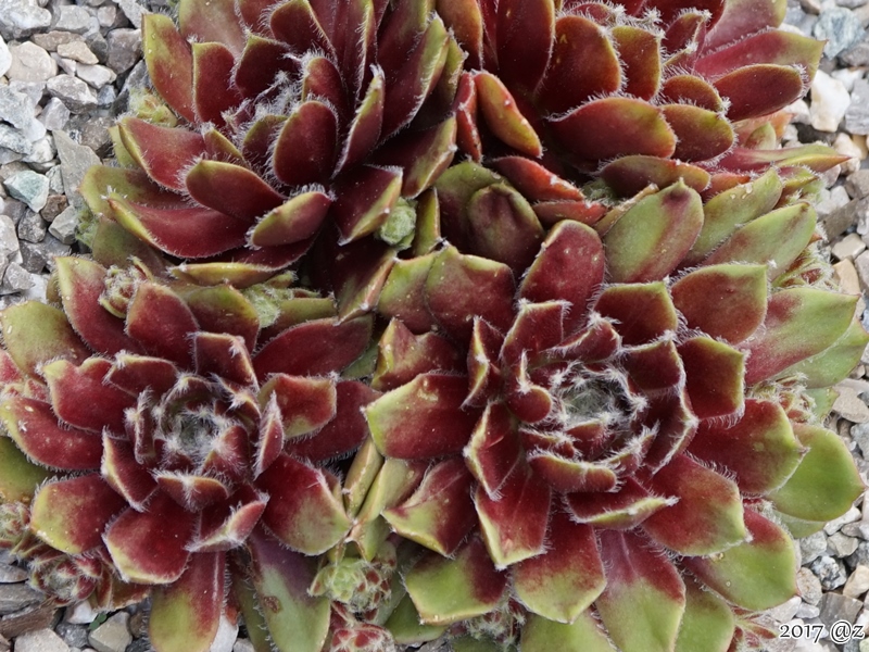 Mai Fleuri