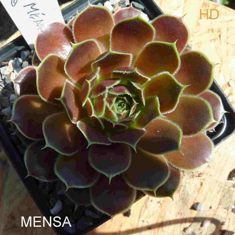 Mensa / Jovi
