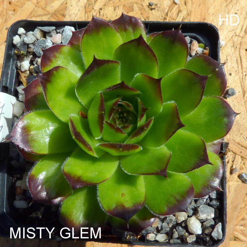 Misty Glem / Jovi