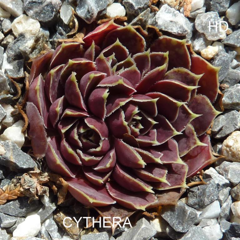 Cythera / Jovi