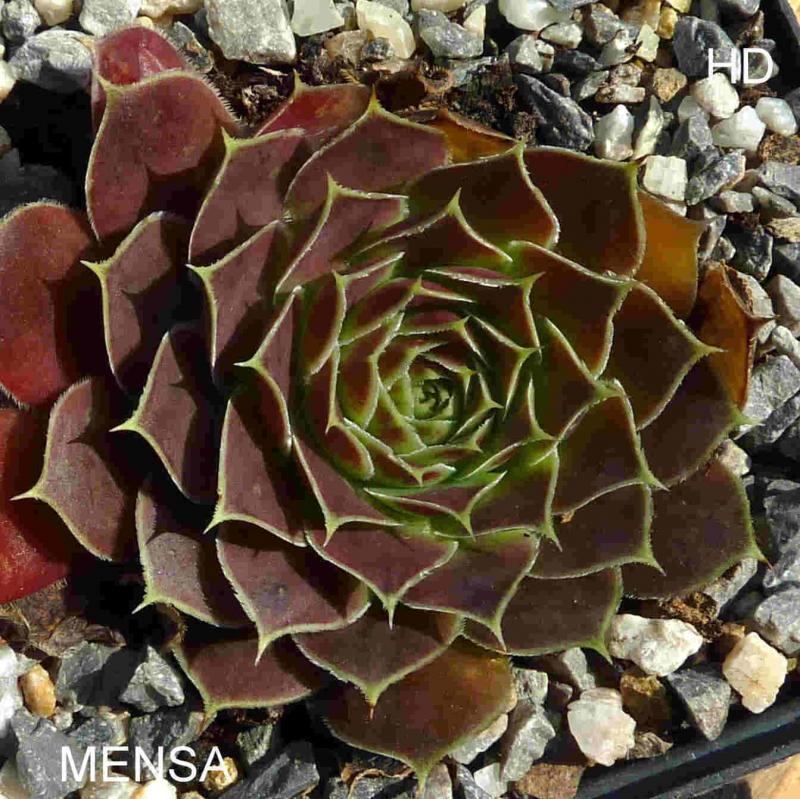 Mensa / Jovi