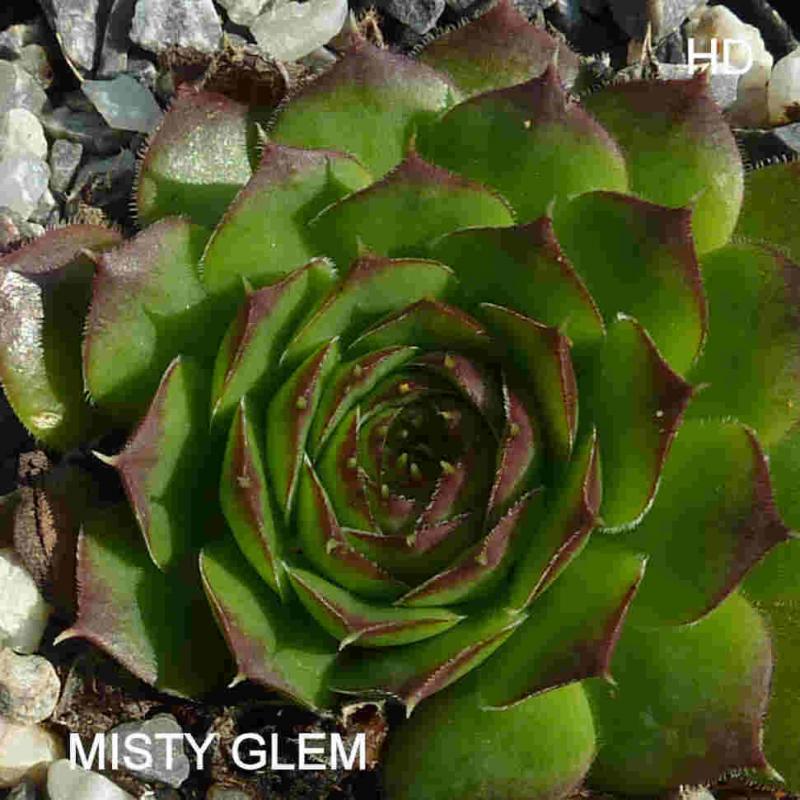 Misty Glem / Jovi