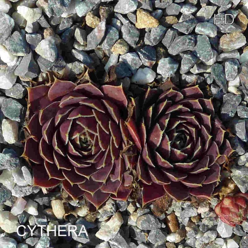 Cythera / Jovi