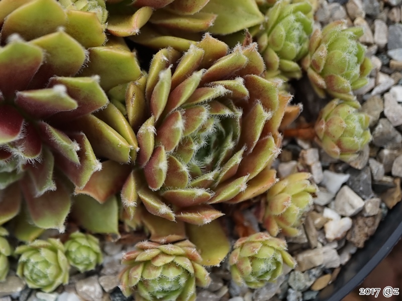 Mai Fleuri