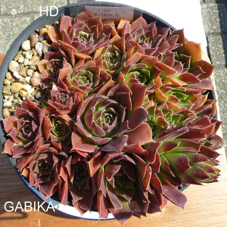 Gabika / Jovi