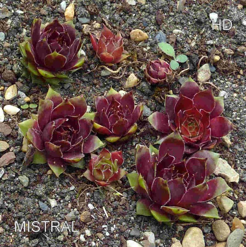 Mistral