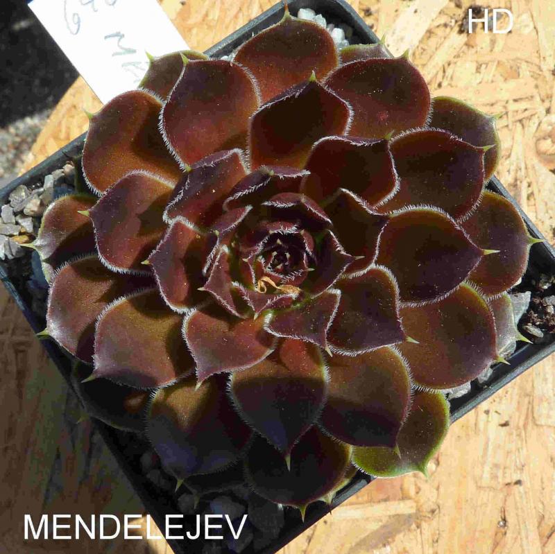 Mendelejev / Jovi