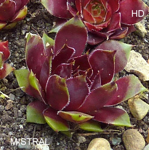 Mistral