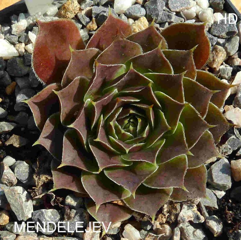 Mendelejev / Jovi