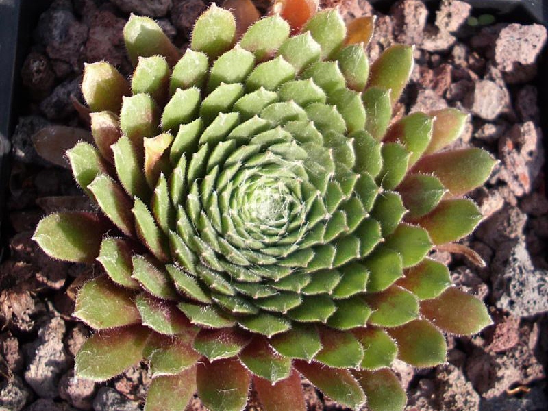Janus