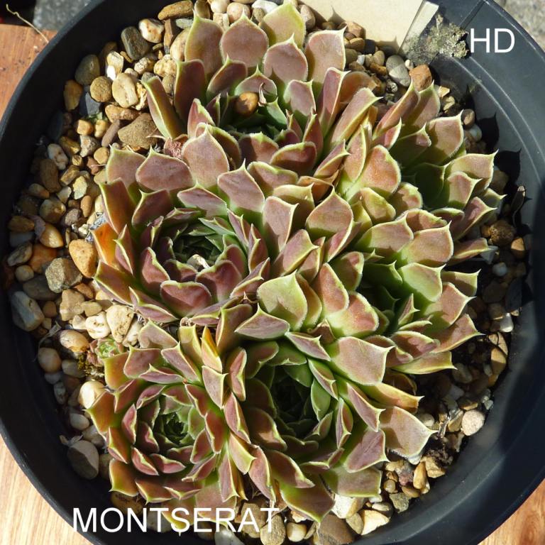 Montserat / Jovi