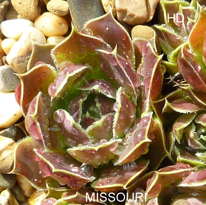 Missouri / Jovi