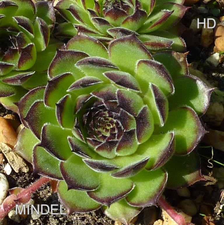 Mindel