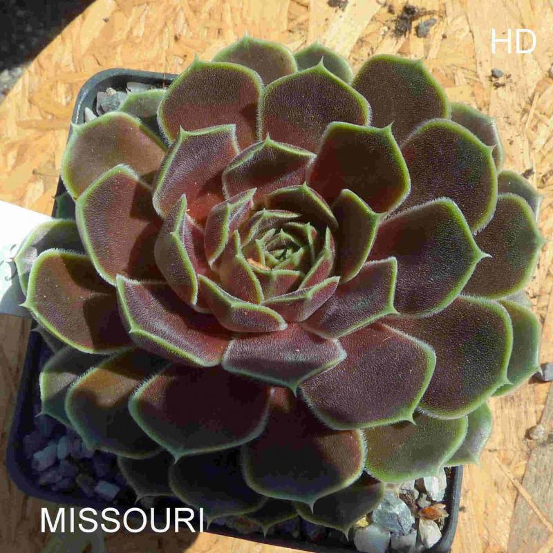 Missouri / Jovi