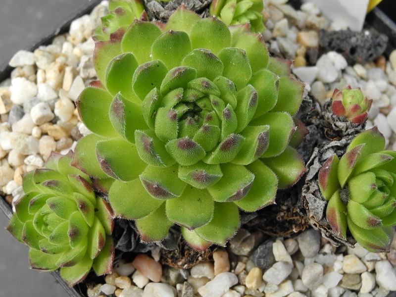 Froschkönig