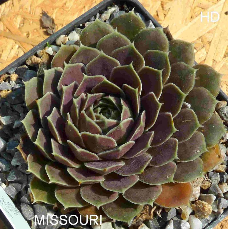 Missouri / Jovi