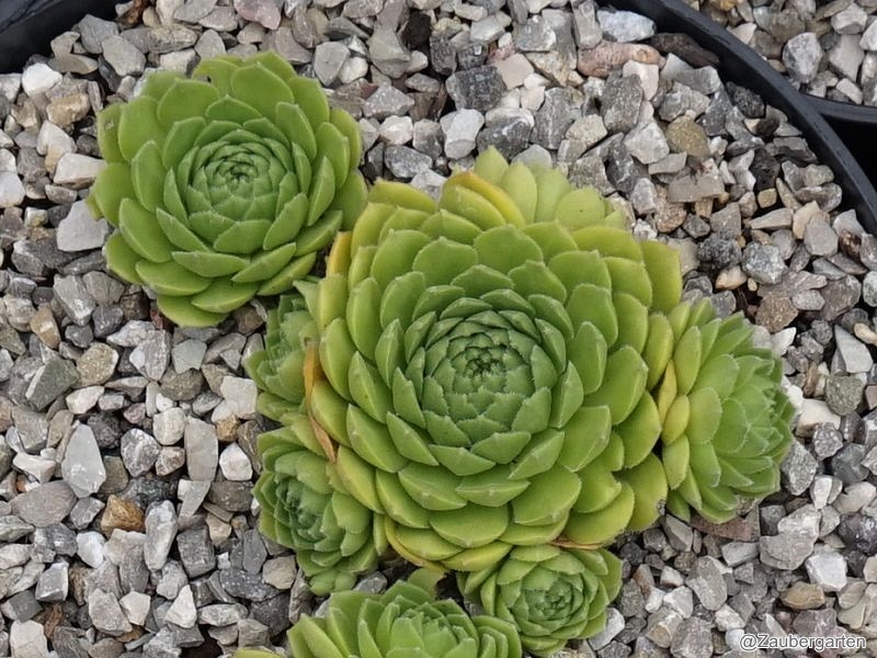 Froschkönig