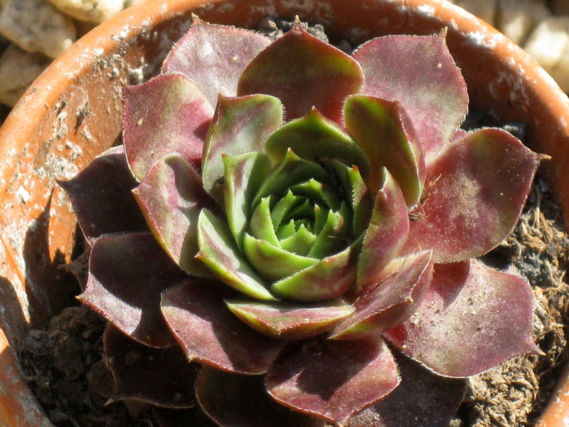Corona