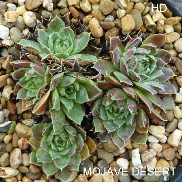 Mojave Desert / Jovi