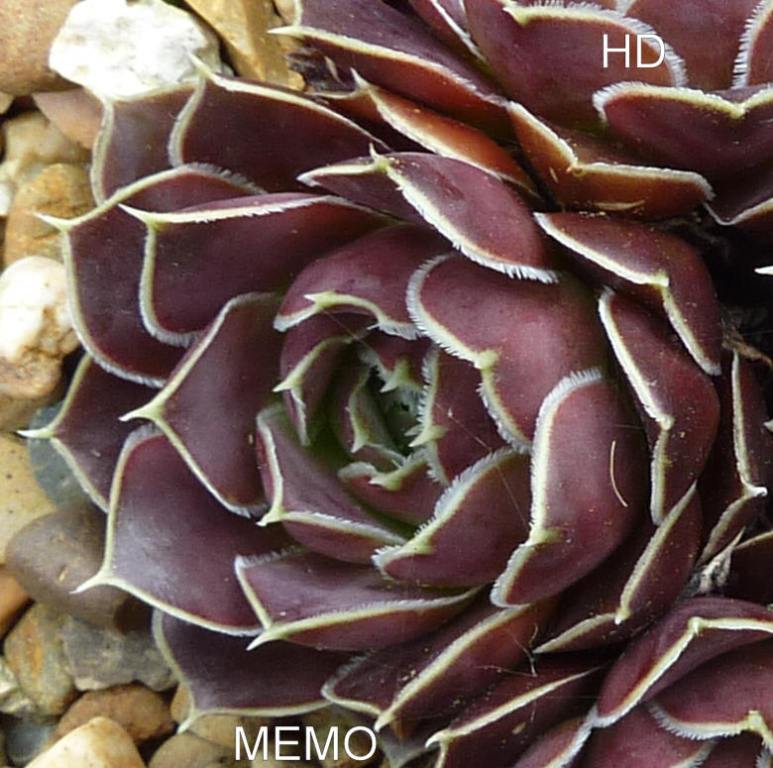 Memo / Jovi