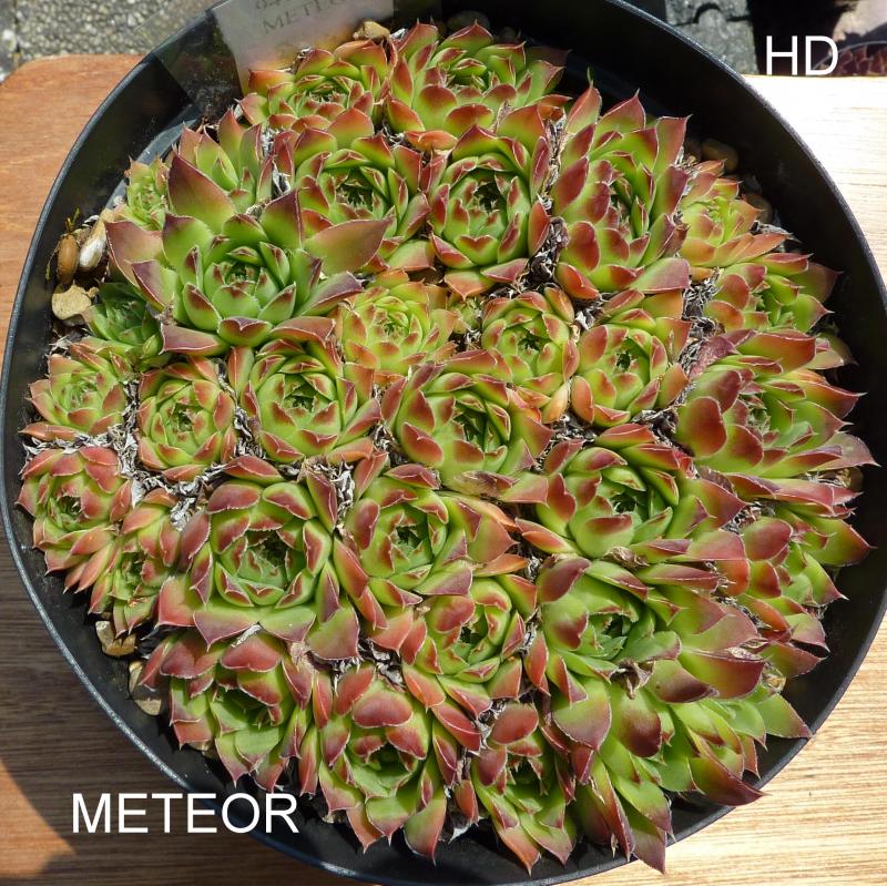 Meteor / Jovi