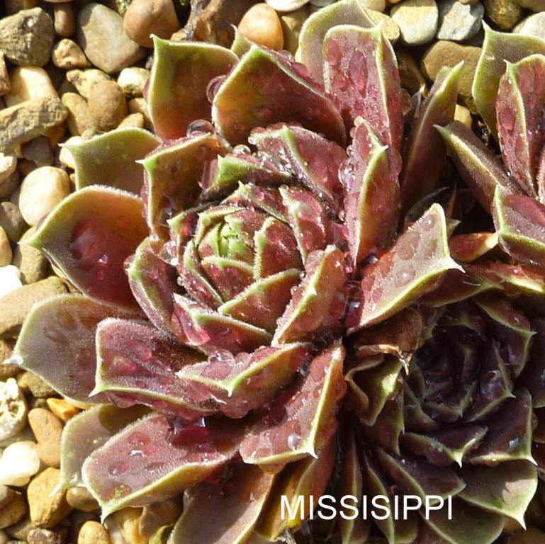Missisippi / Jovi