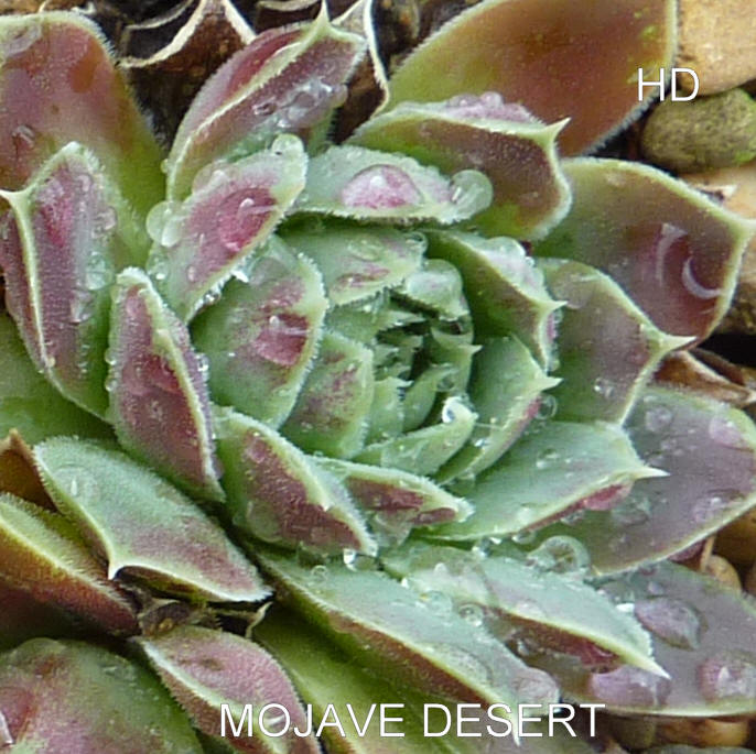 Mojave Desert / Jovi