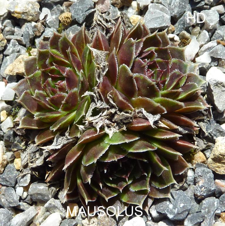Mausolus / Jovi