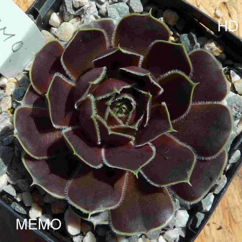 Memo / Jovi