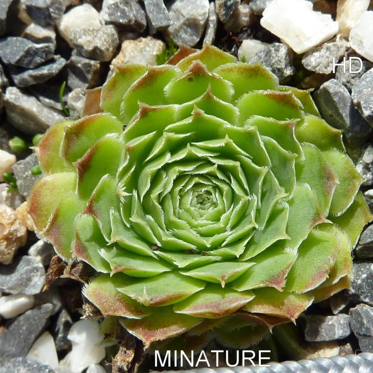 Minature / Jovi