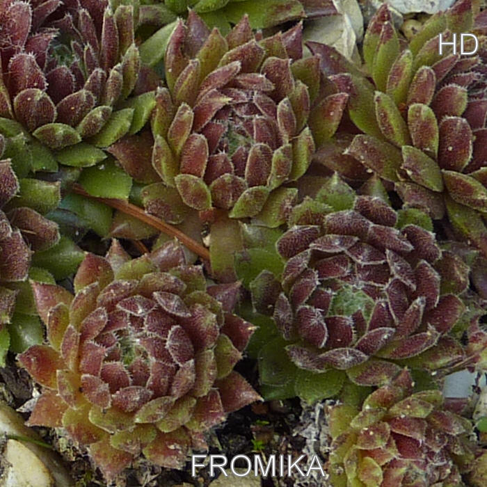 Fromika